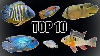 Top 10 Most quotPeacefulquot Cichlids [upl. by Markus]