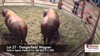 Dangarfield Bull Sale [upl. by Yvan647]