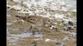 Whiterumped Sandpiper Titchwell RSPB Norfolk 1924 [upl. by Cleave]