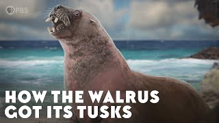 How the Walrus Got Its Tusks [upl. by Remmer322]