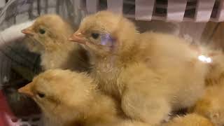 Chick or tweet Full incubator time to move 6 Buff Orp 2 Silkies 1 Cochin Black Jersey [upl. by Cnahc756]