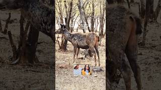 SambardeerRanthambor National Park Rajasthan India ranthamborenationalpark tigerreserve [upl. by Slocum]