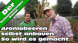 Aroniabeeren im Hobbygarten richtig anbauen Tipps vom Fachmann [upl. by Ibbison]