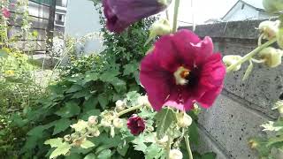 Bumblebee Pollinates Common Hollyhock Flowers [upl. by Pomfret]