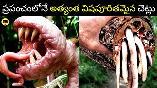 Top 10 most dangerous trees in the world🤯 Dangerous Trees😯 Facts Telugu MBP FACTS [upl. by Ulick697]