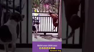 टॉमी लवकर पळ🤣😂😀😅 shots viral comedy karamativlog funnyanimals funny [upl. by Nolrah285]