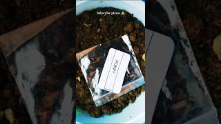 How to germinate seeds poppyseed germination  yt ytshorts shorts youtubeshorts growsomething [upl. by Eetsim]