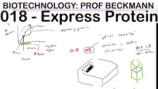 Biotechnology 018 Recombinant Protein Expression [upl. by Anyehs]