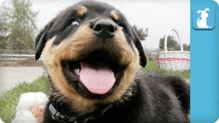 80 Seconds of Ridiculous Rottweiler Puppies [upl. by Atinuhs]