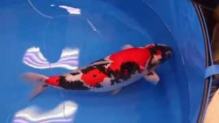 All Japan Koi Show 2014  Grand Champion  Lion Queen  Momotaro Koi Farm [upl. by Takakura]