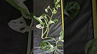 A1 rooted Monstera Adansonii Albo Variegata cutting gardenpropagation monsteranatureplants [upl. by Koblick]