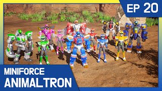 KidsPang Miniforce Animaltron｜🦁Ep20 Animaltrons in Danger [upl. by Ylrak]