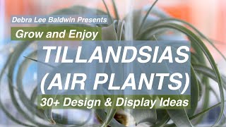 Tillandsias air plants 30 Design and Display Ideas [upl. by Annairt]