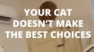 BRAVECTO® PLUS Your Cat Doesnt Make The Best Choices You Can [upl. by Savick]