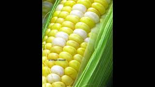 Evolution of Crops Through Plant Breeding [upl. by Raamaj]