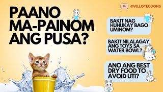 Get Your Cat to DRINK MORE WATER with These Easy Tips 🐱🥤 [upl. by Llien126]