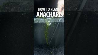 How to Plant Anacharis  Growing Anacharis [upl. by Todd365]