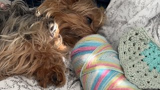 How to crochet a pet bandanna [upl. by Etezzil]