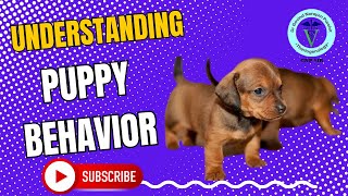 Understanding Puppy Behavior Tips amp Insights from GNP Sir [upl. by Ailed593]