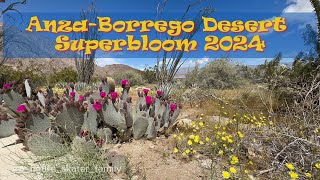 Anza Borrego Desert part 2 Super Bloom 2024 [upl. by Gilbye]