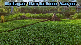 Belajar Berkebun Sayur [upl. by Tezil]