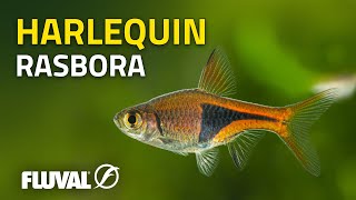 Species Spotlight  Harlequin Rasbora [upl. by Neira]