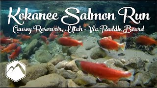 Kokanee Salmon Run Causey Reservoir Utah  Via Paddle Board [upl. by Ognimod332]