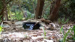 Daytime closeup Pair of breeding possums at the watering hole [upl. by Arrahs]