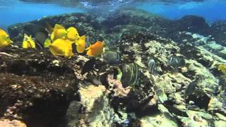 Snorkeling by the Captain Cook Monument Kealakekua Bay Big Island Hawaii [upl. by Innis466]