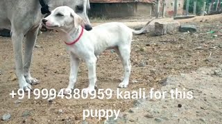 Ramanathapuram mandai dog sambal puppy 919994380959 kaali breeder kamuthi [upl. by Mable]