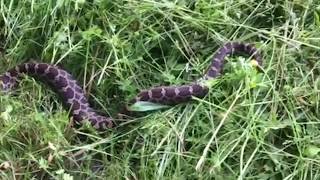 Eastern Massasauga Rattlesnake found in Cicero [upl. by Kcirtap]