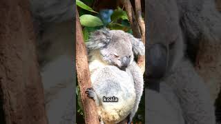 Che pigri i Koala natura animali bambini documentario koala education animals shorts [upl. by Eidnahs]