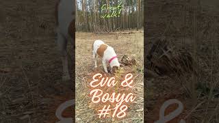 Eva amp Bosya 18 dog forest walkthrough [upl. by Yvan]