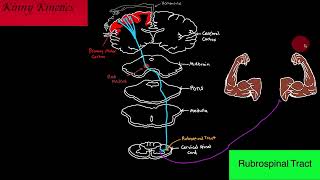 Rubrospinal Tract Motor Pathway [upl. by Acinorahs727]