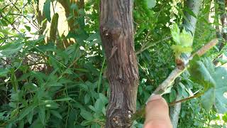 Присаждане ашладисванена лоза черно на зелено grapevine grafting grafting grape 🍇 [upl. by Cristen777]