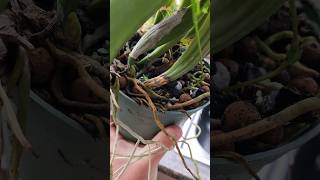 Rhizoctonia Root amp Stem Rot in Orchids orchidculture fungicide plantdisease orchids flowers [upl. by Wharton]