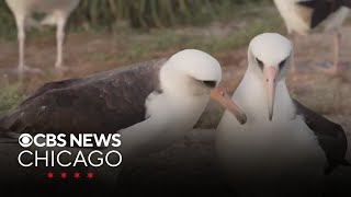 74yearold albatross becomes oldest to lay egg [upl. by Wait]