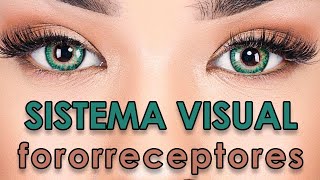 Sistema Visual  Fotorreceptores [upl. by Corbin]