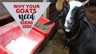 Baking Soda for Goats [upl. by Sheehan671]