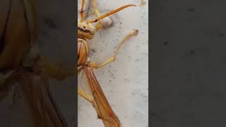 Polistes Olivaceusyelloworientalpaperwasptrending goviralshortvideoforyouyellowhornetshorts [upl. by Sluiter]