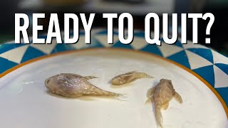 I Am Ready to QUIT This Pleco Breeding Project [upl. by Alywt]