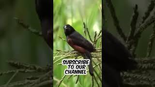 Heavenly Creation Gods Gift in 59 Seconds  Melodic Chestnutbellied Seed Finch Singing [upl. by Nelleh]