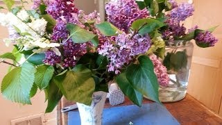 How to Prepare woody stems Lilacs for a Vase [upl. by Otrebor615]