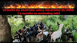 FARM UPDATE  Update sa Pasture Area Ngayong El Niño [upl. by Alleris542]