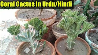 Euphorbia Lactea Coral Cactus Care in Urdu Hindi [upl. by Ahsiekahs159]