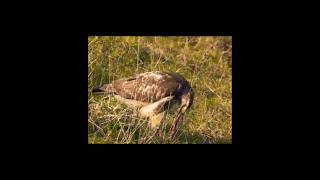 Must Watch birds animals hunts nature wildlife amazing shorts youtubeshorts [upl. by Oirogerg]