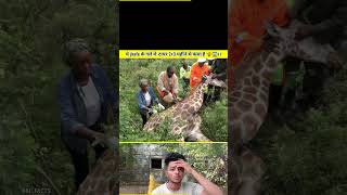 ये jirafe के गले में टायर 23 महीने से फंसा है 🦒😱।। viral short BBLFACTS jirafe [upl. by Teagan260]