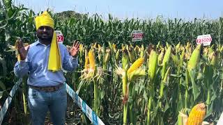 CORTEVAAGRISCIENCE PIONEER BRAND CORN HYBRID P3302 [upl. by Capone]