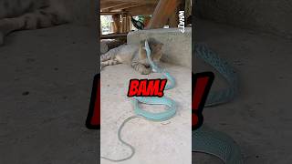 Venomous Snake Attacks the Cat [upl. by Enneiluj756]