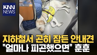 지하철서 잠든 안내견에 승객들 ‘긴장’…이유 알고보니 ‘훈훈’  KNN [upl. by Tortosa]